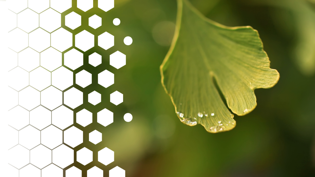 Image of a leaf with water droplets